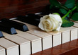White rose