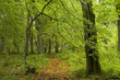 Narrow path covered by fallen leaves Narrow path covered by fallen leaves