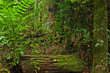 rain forest