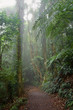 rain forest