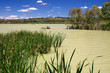 wetlands