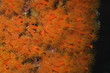 Orange cup coral, city pier, Bonaire.