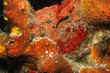 Arrow crab in sponges, twon pier, Bonaire