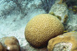 Brain coral. Bonaire.