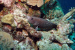 Greater soapfish, Bonaire.