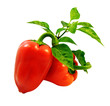 red peppers with green leafs isolated