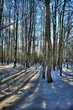 Winter wood
