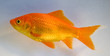 goldfish