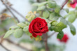 Red Rose Red Rose