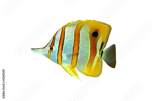 poisson exotique 