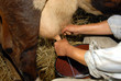 Milking cows at a dairy farm in Poland Milking cows at a dairy farm in Poland