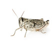 Red-legged Grasshopper