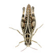 Red-legged Grasshopper