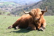 Boeuf Boeuf