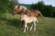 Chevaux Chevaux