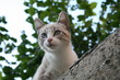 Chat Chat