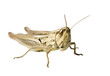 Meadow Grasshopper