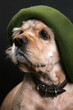 Dog in green hat