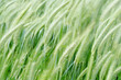 moving wheat field