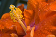 hibiscus flower after rain