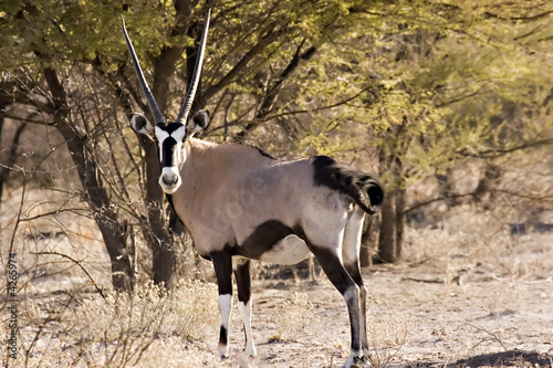 Gemsbok Gemsbok