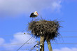 White Stork in nest White Stork in nest