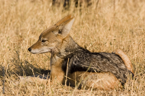Black-backed jackal