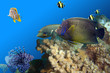 Fishfullreef