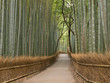 Foto: Kyoto Bamboo grove Kyoto Bamboo grove