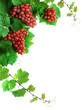 Decoration of grapevine with grape clusters, isolated