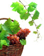 Wine grapes with leaves in wicker basket, isolated