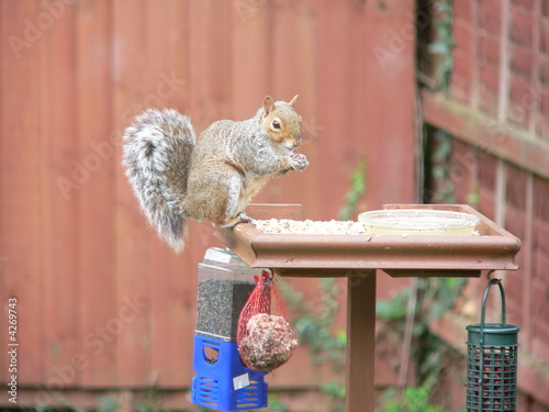 Feeding squirrel Feeding squirrel