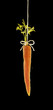 carrot