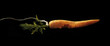 carrot