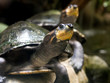 testudo