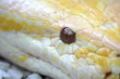 Reptilienauge