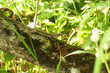 lizard on a tree