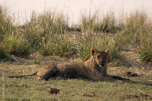 Lion cub in Chobe Lion cub in Chobe