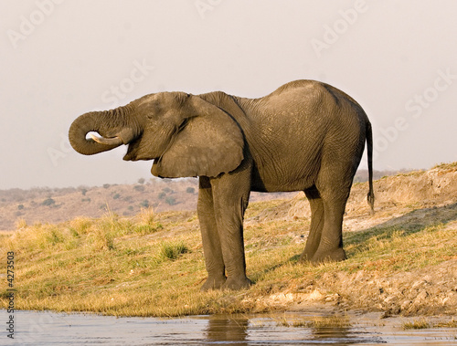 Elephant drinking Elephant drinking