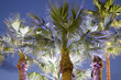 Palmiers Nuit à Cannes