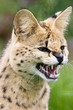 Serval Snarling