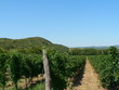 Hungarian vineyard Hungarian vineyard