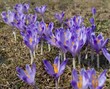 Crocus