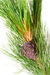 siberian cedar branch with ripe cone