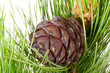 siberian cedar branch with ripe cone