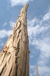 Stem of the tree