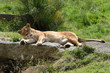Lionne 1