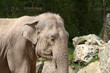 Elephant 2