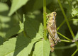 Grasshopper (Orthoptera)