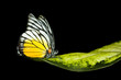 butterfly resting on a leaf